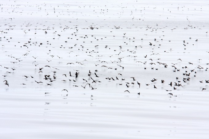 mostly Ashy Storm-Petrels